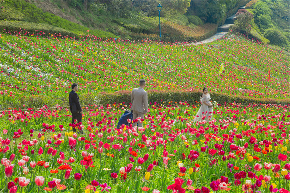 花海間,拍上一組美美的婚紗照。羅云希 攝 花海間,拍上一組美美的婚紗照。羅云希 攝