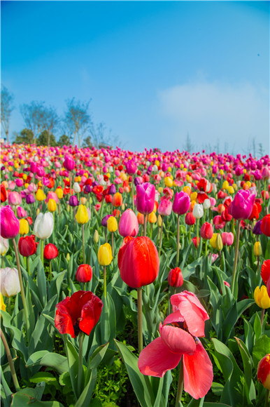 花的海洋。羅云希 攝 花的海洋。羅云希 攝