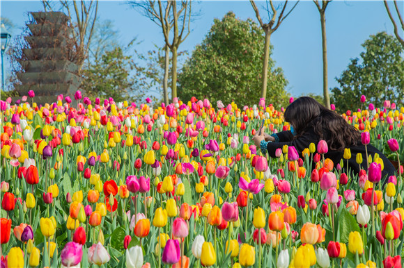 五顏六色郁金香花海。羅云希 攝 五顏六色郁金香花海。羅云希 攝