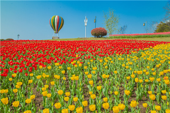 長壽湖郁金香開得正好。羅云希 攝 長壽湖郁金香開得正好。羅云希 攝