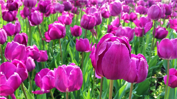 紫色郁金香。華龍網—新重慶客戶端袁舒含 攝 紫色郁金香。華龍網—新重慶客戶端袁舒含 攝