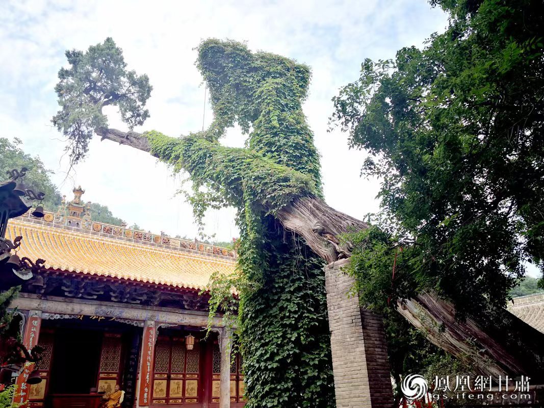 “山頭南郭寺,水號北流泉。老樹空庭得,清渠一邑傳。”杜甫詩中的“老樹”,指的就是這株春秋古柏,為南郭寺的“鎮寺之寶”。胡江 攝