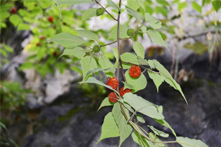 1712822900703361.jpg 15-2t.jpg