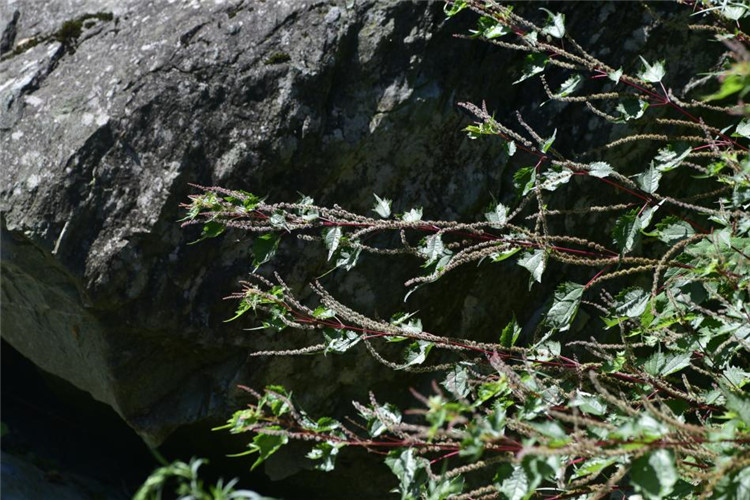 1714286661956249.jpg 30-2.jpg