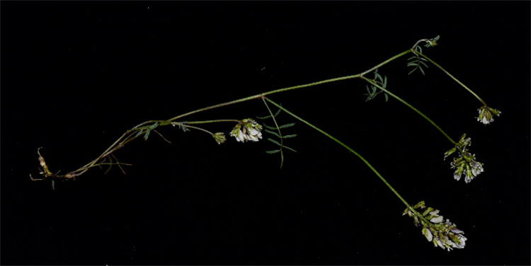 1717743479654242.jpg 13-2t.jpg