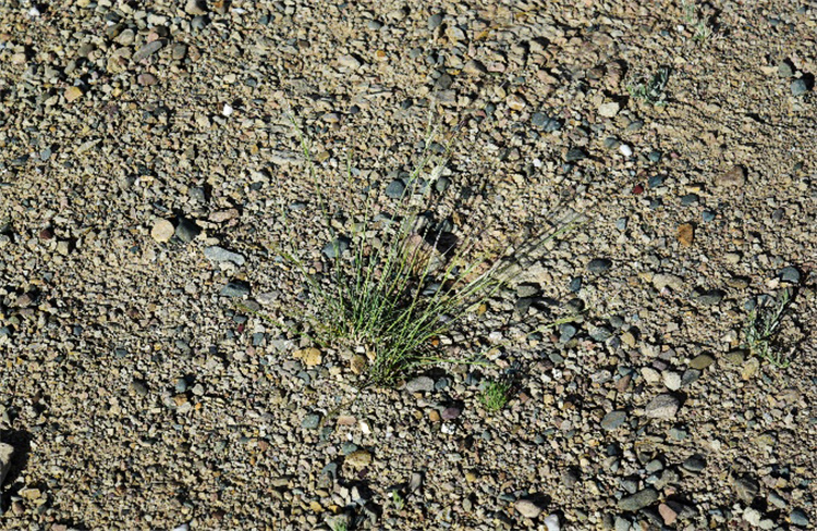 1718093370797166.jpg 27-2t.jpg