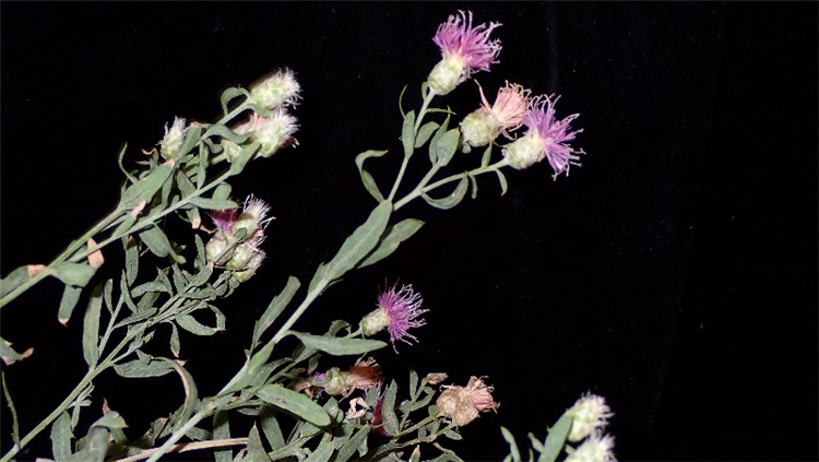 1720431953135965.jpg 9-2.jpg