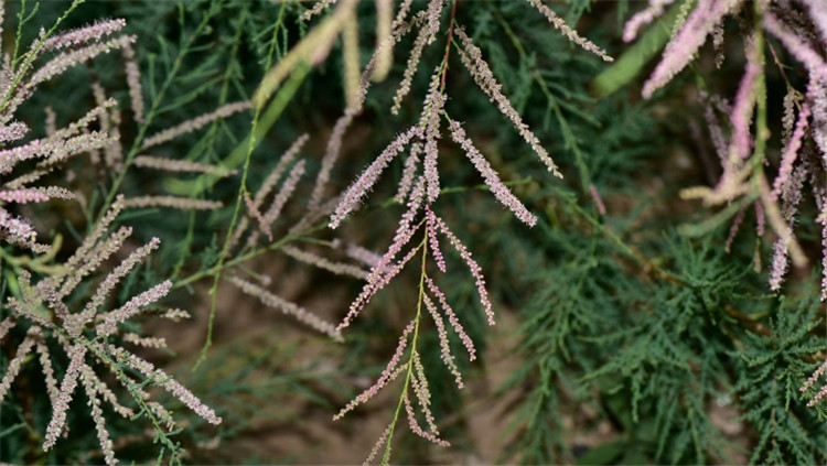 1720432183384313.jpg 10-2.jpg