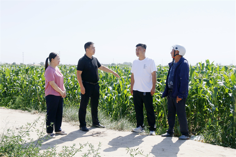臨澤縣沙河鎮紀委工作人員深入田間地頭了解玉米制種生產情況.jpg