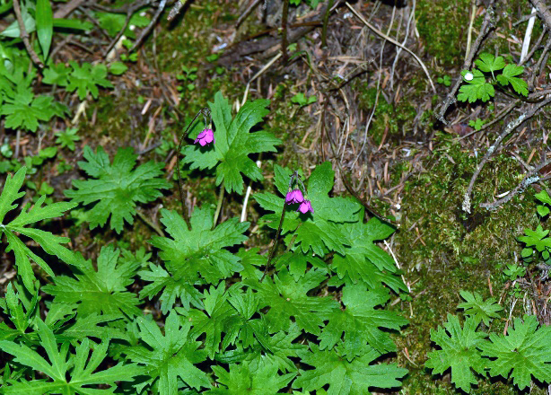 1722419666685045.jpg 1-2t.jpg