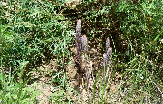 1722581268115217.jpg 16-2.jpg