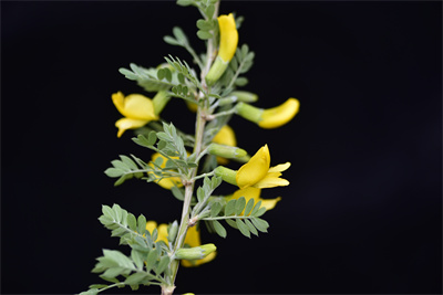 1741594544477777.jpg _DSC7789.JPG