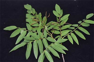 1741856226949167.jpg 小花香槐 (1).JPG