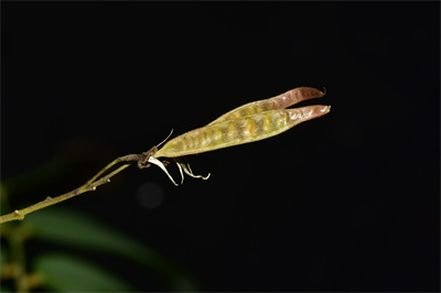 1741856230134007.jpg 小花香槐 (15).JPG