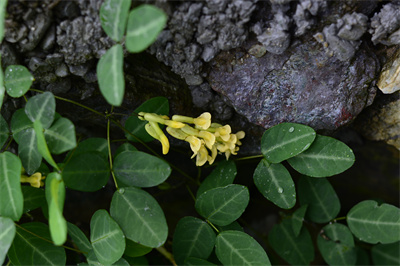 1742198106828499.jpg _0OB0854.JPG